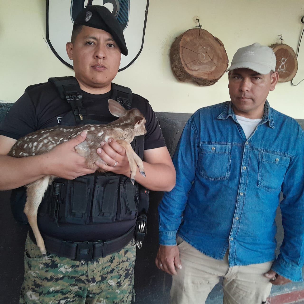Fauna silvestre en riesgo: rescatan una cría de corzuela en Palma Sola
