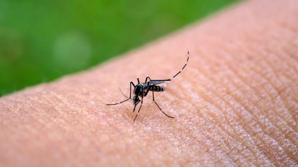 Los casos de Chikungunya siguen en aumento