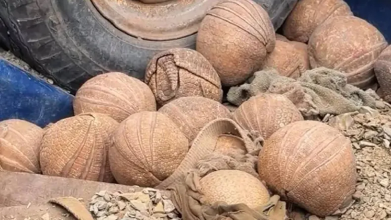 Rescataron quirquinchos en Palma Sola