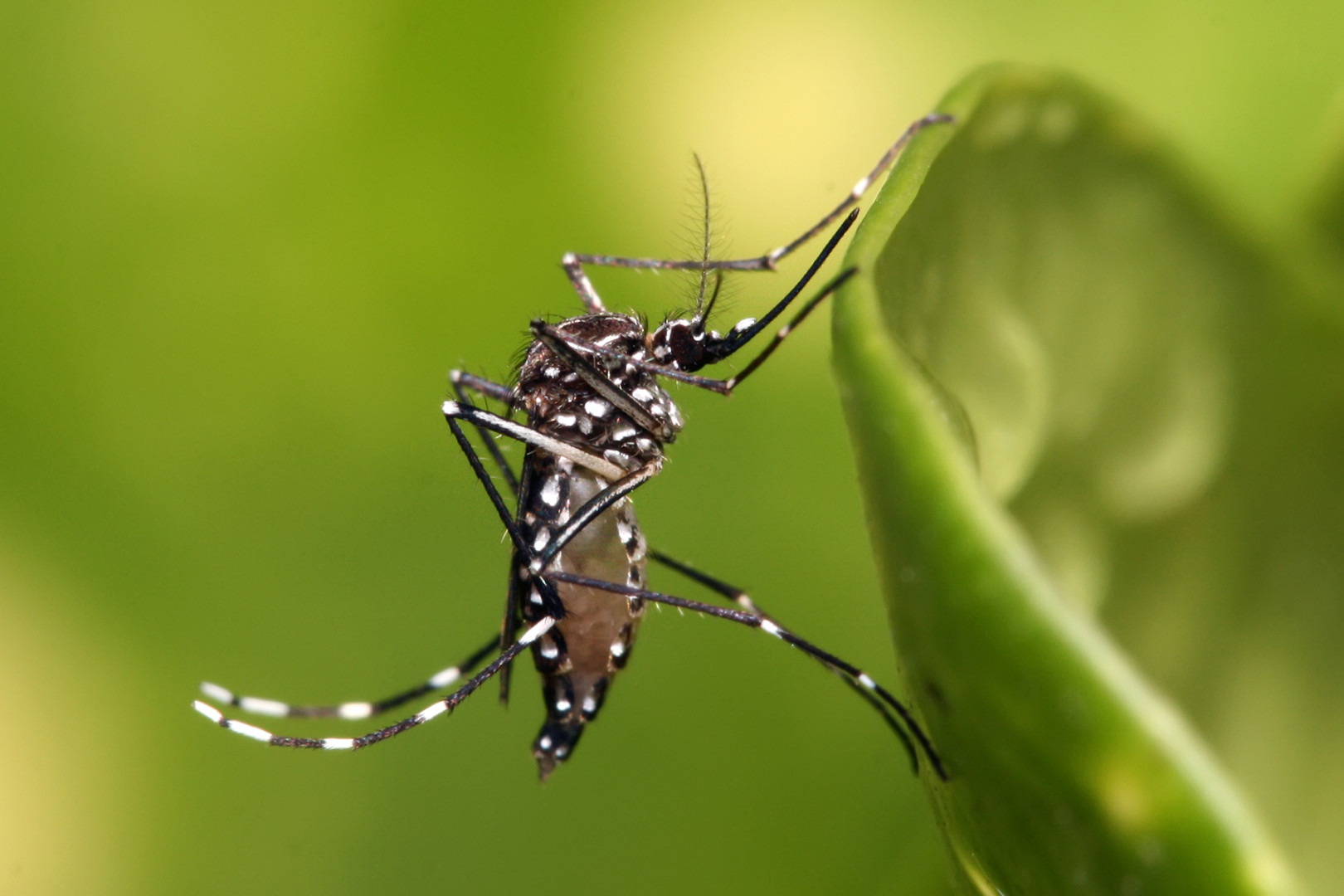 Jujuy suma 125 casos de Chikungunya