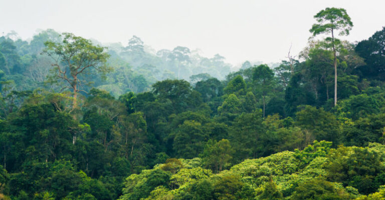 26 de Junio: Día de Preservación de Bosques Tropicales