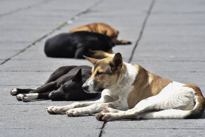 Denuncian animales expuestos al frío en Jujuy
