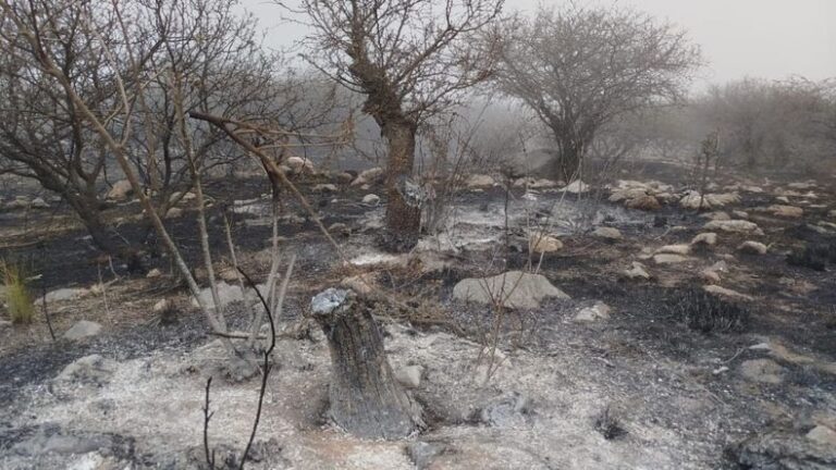 Alrededor de 650 hectáreas afectadas por los incendios 