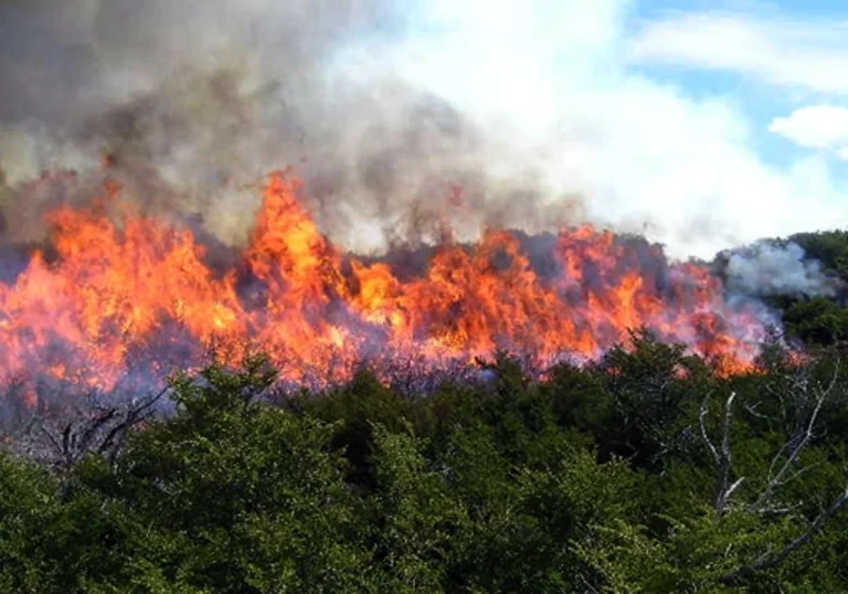 Hoy 18 de agosto: Día de la Prevención de Incendios Forestales