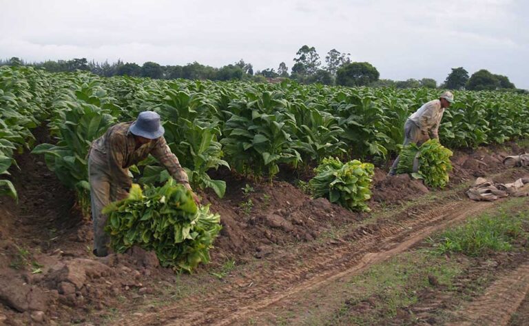 Tabacaleros de Jujuy exigen a Nación fondos adeudados